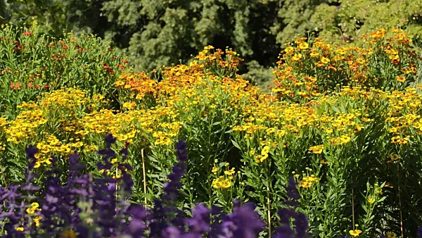 499015 - Sneezeweed (Helenium)