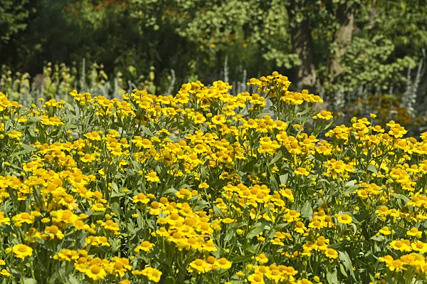 511075 - Sneezeweed (Helenium)