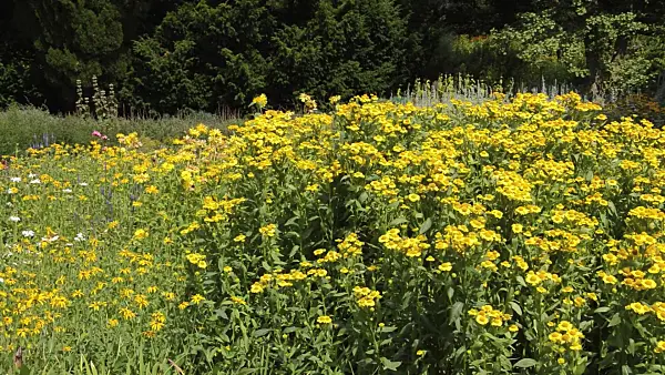 511094 - Sneezeweed (Helenium)