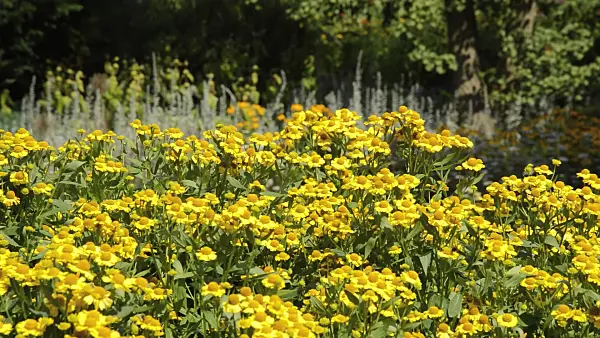 511095 - Sneezeweed (Helenium)