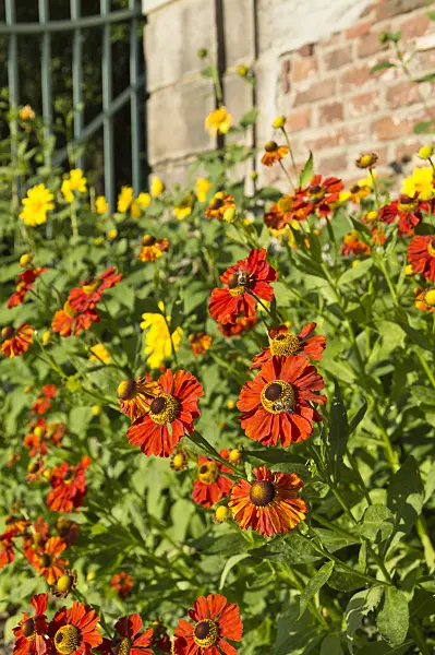 511189 - Sneezeweed (Helenium)