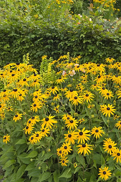 511194 - Sneezeweed (Helenium)