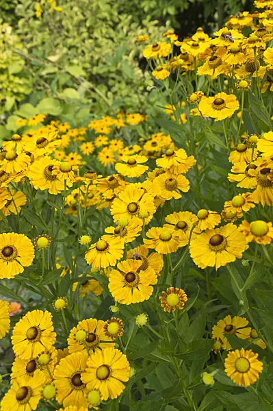 511195 - Sneezeweed (Helenium)
