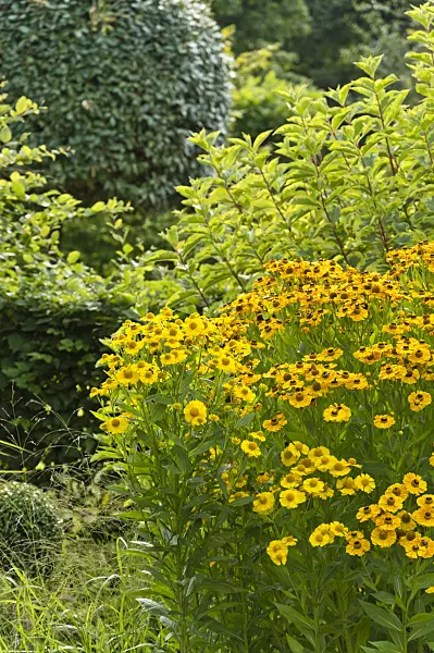 511196 - Sneezeweed (Helenium)