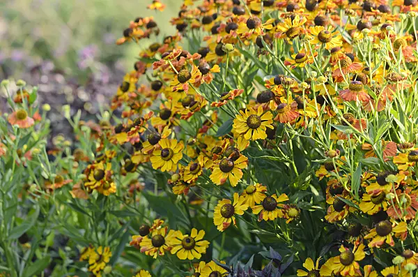 523072 - Sneezeweed (Helenium)