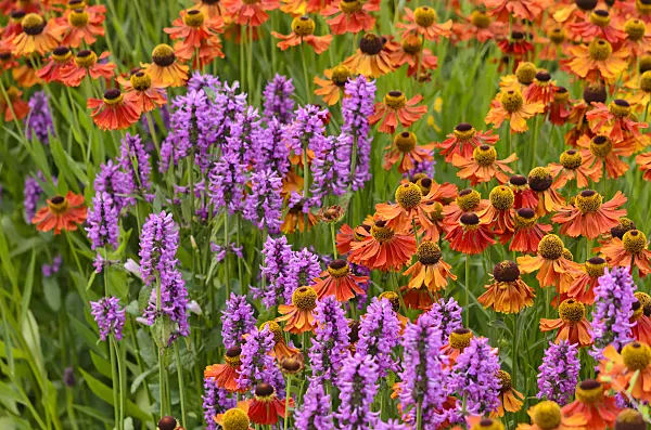 522067 - Sneezeweed (Helenium) and betony (Stachys)