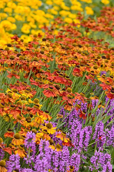 522068 - Sneezeweed (Helenium) and betony (Stachys)