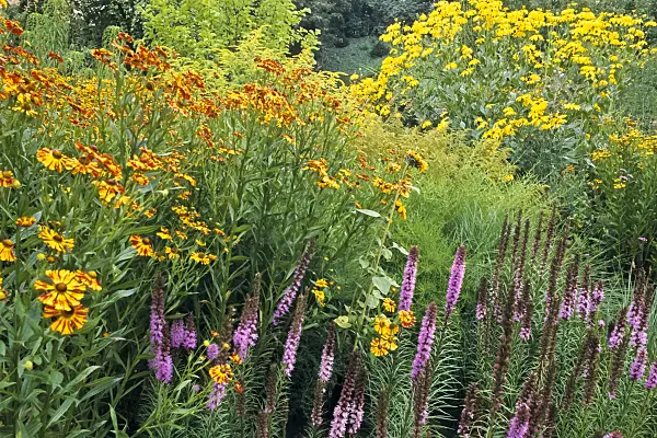 368018 - Sneezeweed (Helenium) and blazing star (Liatris)