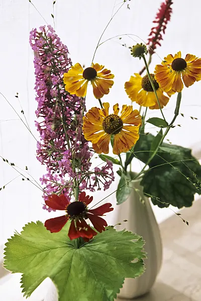442072 - Sneezeweed (Helenium) and common butterfly bush (Buddleja davidii)