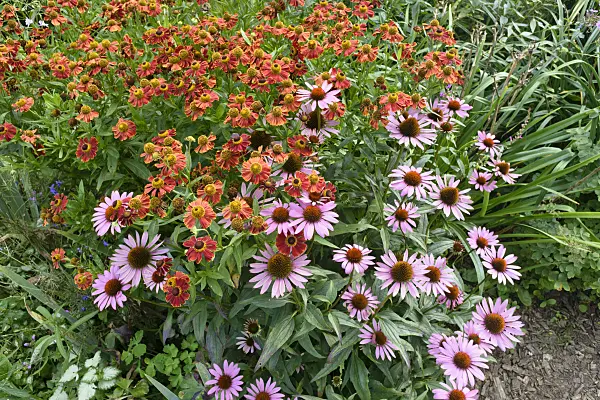 559096 - Sneezeweed (Helenium) and purple cone flower (Echinacea purpurea)