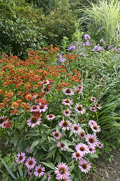 559097 - Sneezeweed (Helenium) and purple cone flower (Echinacea purpurea)
