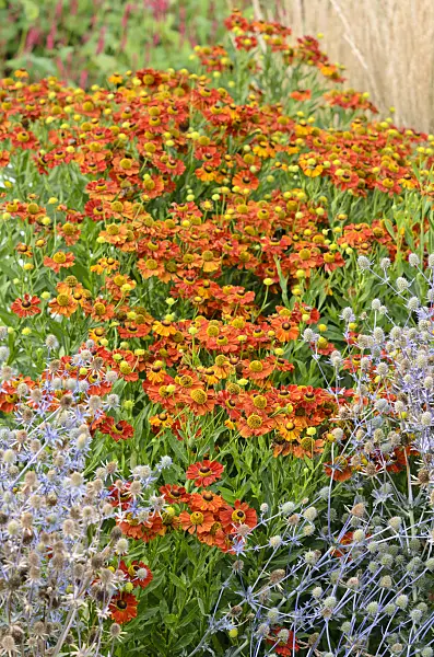535028 - Sneezeweed (Helenium) and sea holly (Eryngium)