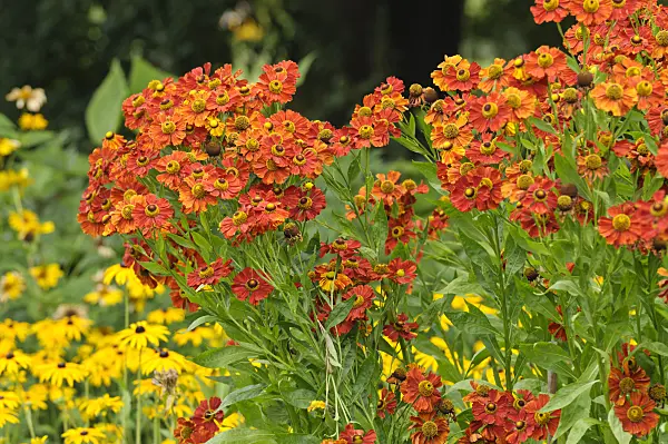 475138 - Sneezeweed (Helenium Baudirektor Linne)