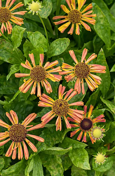 675046 - Sneezeweed (Helenium Betty)