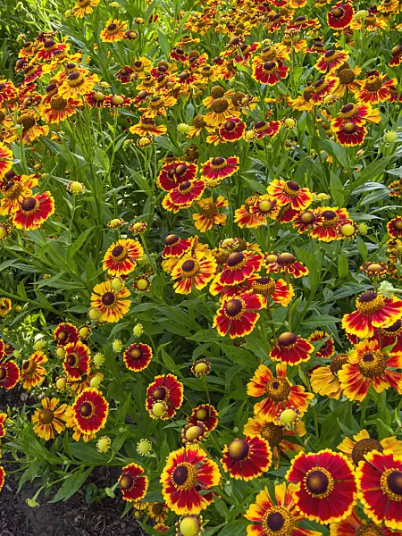 403087 - Sneezeweed (Helenium Biedermeier)