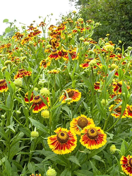 439400 - Sneezeweed (Helenium Biedermeier)