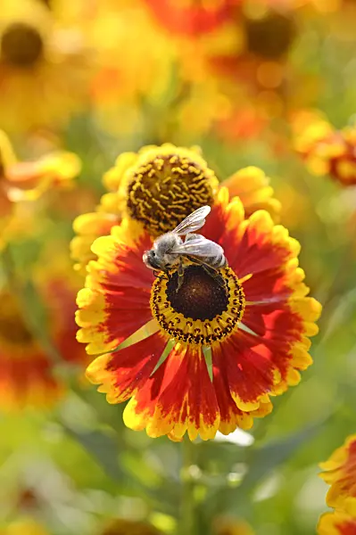 475084 - Sneezeweed (Helenium Biedermeier)