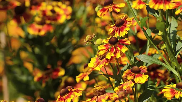 499014 - Sneezeweed (Helenium Biedermeier)