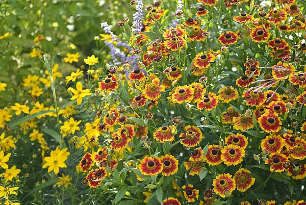 517443 - Sneezeweed (Helenium Biedermeier)