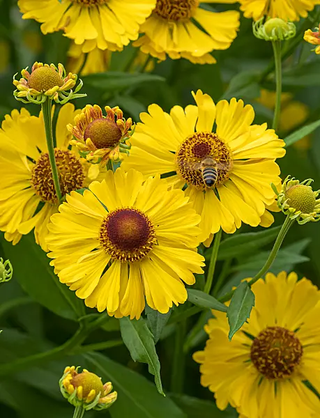 675048 - Sneezeweed (Helenium Blütentisch)