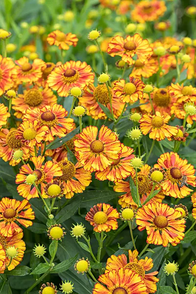 675050 - Sneezeweed (Helenium Can Can)