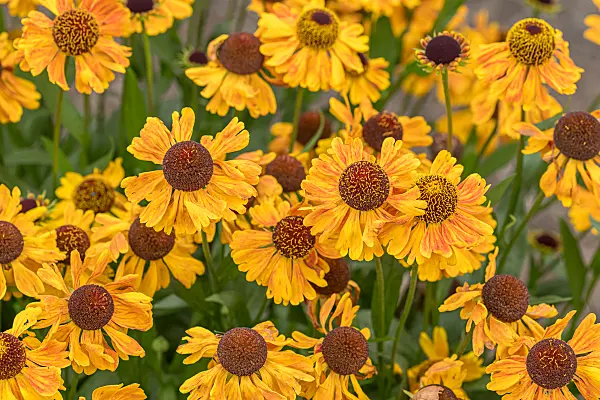 675052 - Sneezeweed (Helenium Carmen)