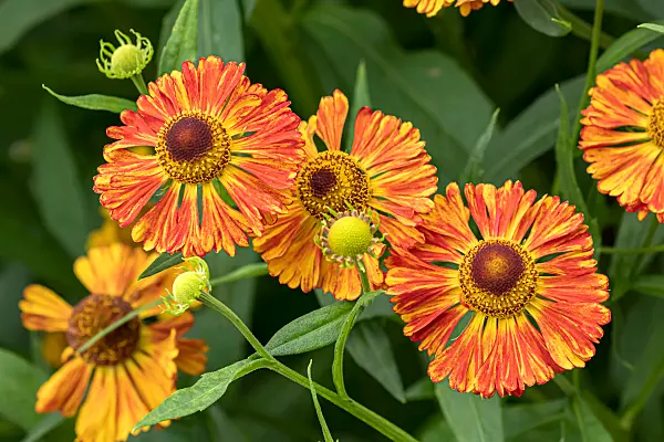 675053 - Sneezeweed (Helenium Chipperfield Orange)