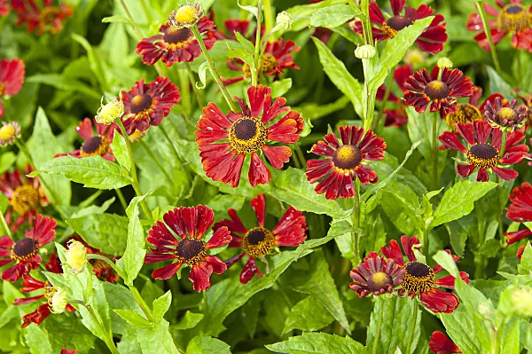 616404 - Sneezeweed (Helenium Dunkle Pracht)