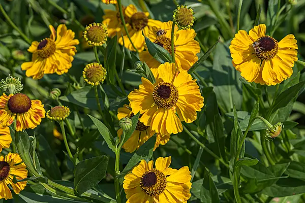 664168 - Sneezeweed (Helenium El Dorado)