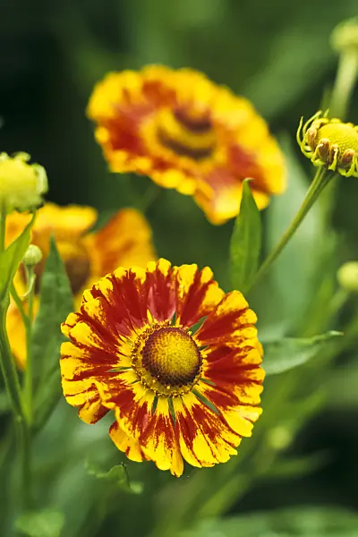 381029 - Sneezeweed (Helenium Feuersiegel)