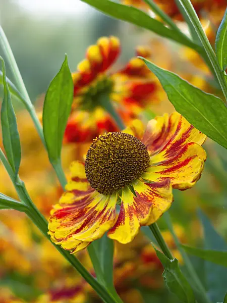 416073 - Sneezeweed (Helenium Feuersiegel)