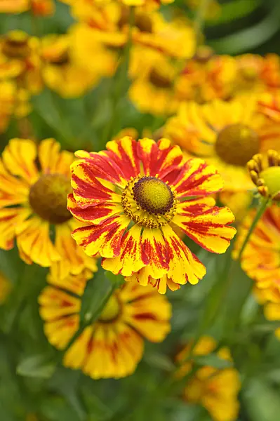 475132 - Sneezeweed (Helenium Feuersiegel)