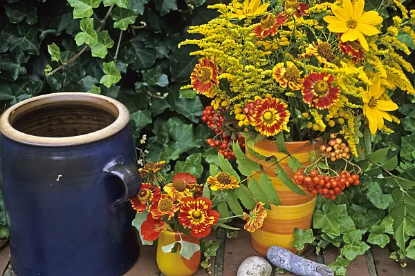 428295 - Sneezeweed (Helenium Feuersiegel), European goldenrod (Solidago virgaurea), stiff sunflower (Helianthus pauciflorus) and rowan (Sorbus aucuparia)