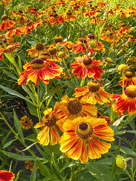 416006 - Sneezeweed (Helenium Flammenrad)