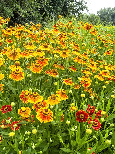 439401 - Sneezeweed (Helenium Flammenrad)