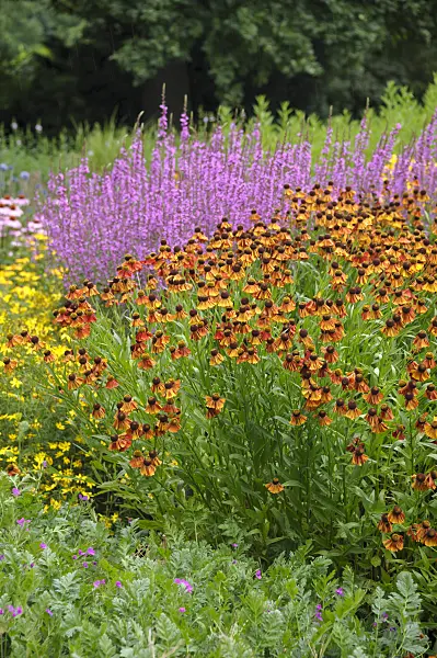 517444 - Sneezeweed (Helenium Flammenrad)