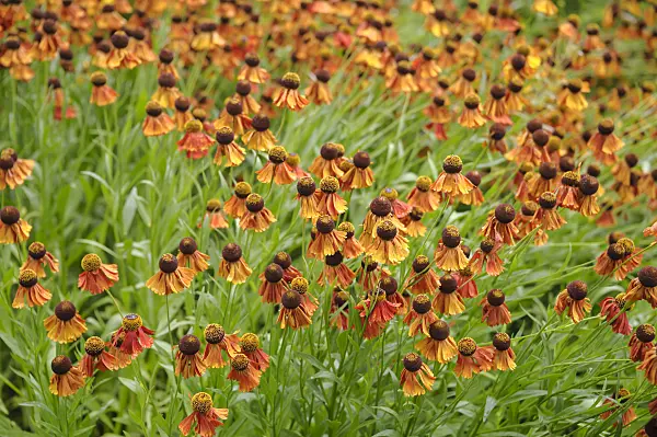 517445 - Sneezeweed (Helenium Flammenrad)