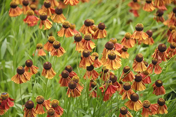 517446 - Sneezeweed (Helenium Flammenrad)