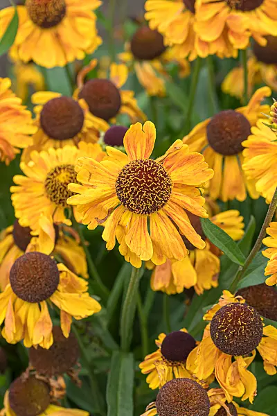 675055 - Sneezeweed (Helenium Goldfuchs)