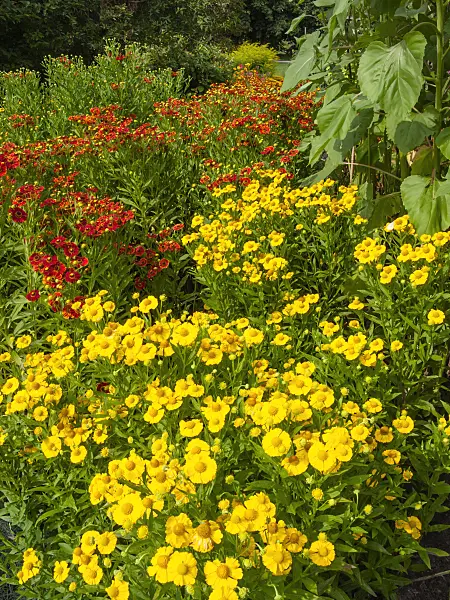 403079 - Sneezeweed (Helenium Goldrausch)