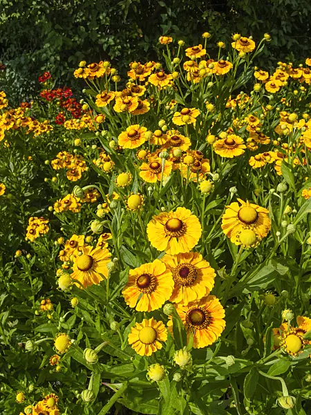 403081 - Sneezeweed (Helenium Goldrausch)