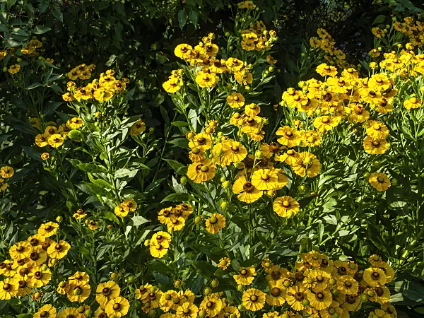 463003 - Sneezeweed (Helenium Goldrausch)