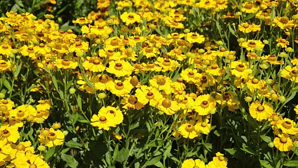 499011 - Sneezeweed (Helenium Goldrausch)