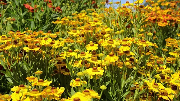 499012 - Sneezeweed (Helenium Goldrausch)