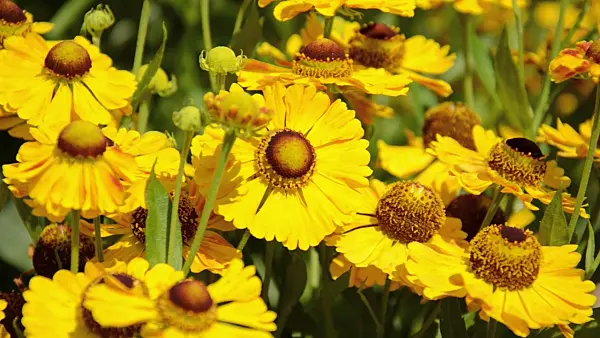 499013 - Sneezeweed (Helenium Goldrausch)