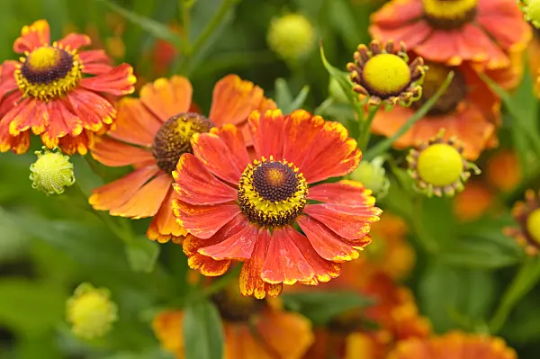 475131 - Sneezeweed (Helenium Julisamt)