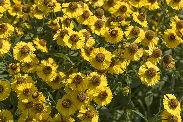 635045 - Sneezeweed (Helenium Kanaria)