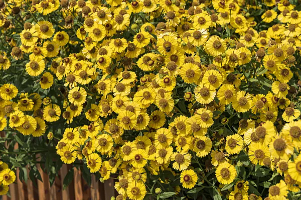 638116 - Sneezeweed (Helenium Kanaria)