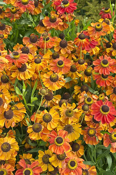 511260 - Sneezeweed (Helenium Kleiner Fuchs)