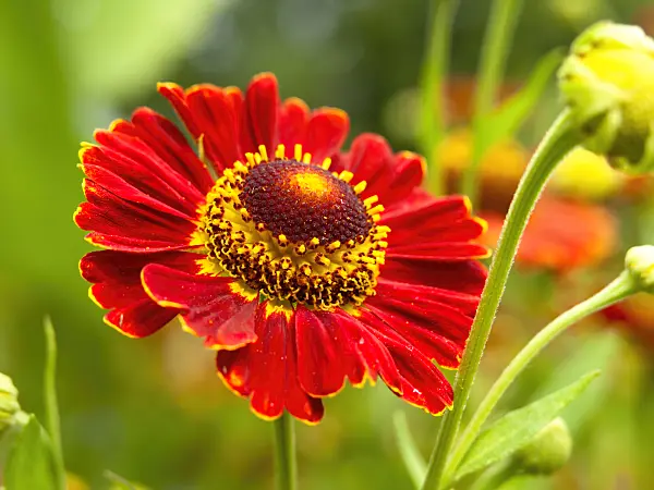 439398 - Sneezeweed (Helenium Königstiger)